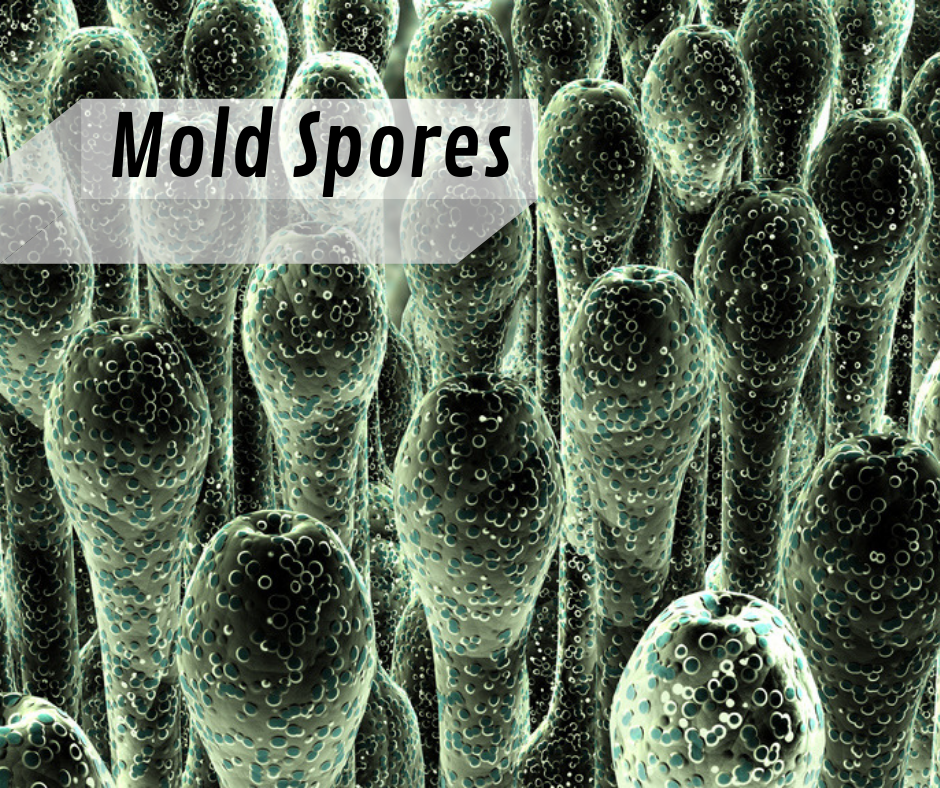 Control Humidity to Control Mold Growth All American Water Restoration